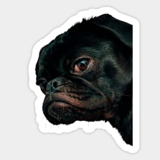 Pug Peekaboo Sticker